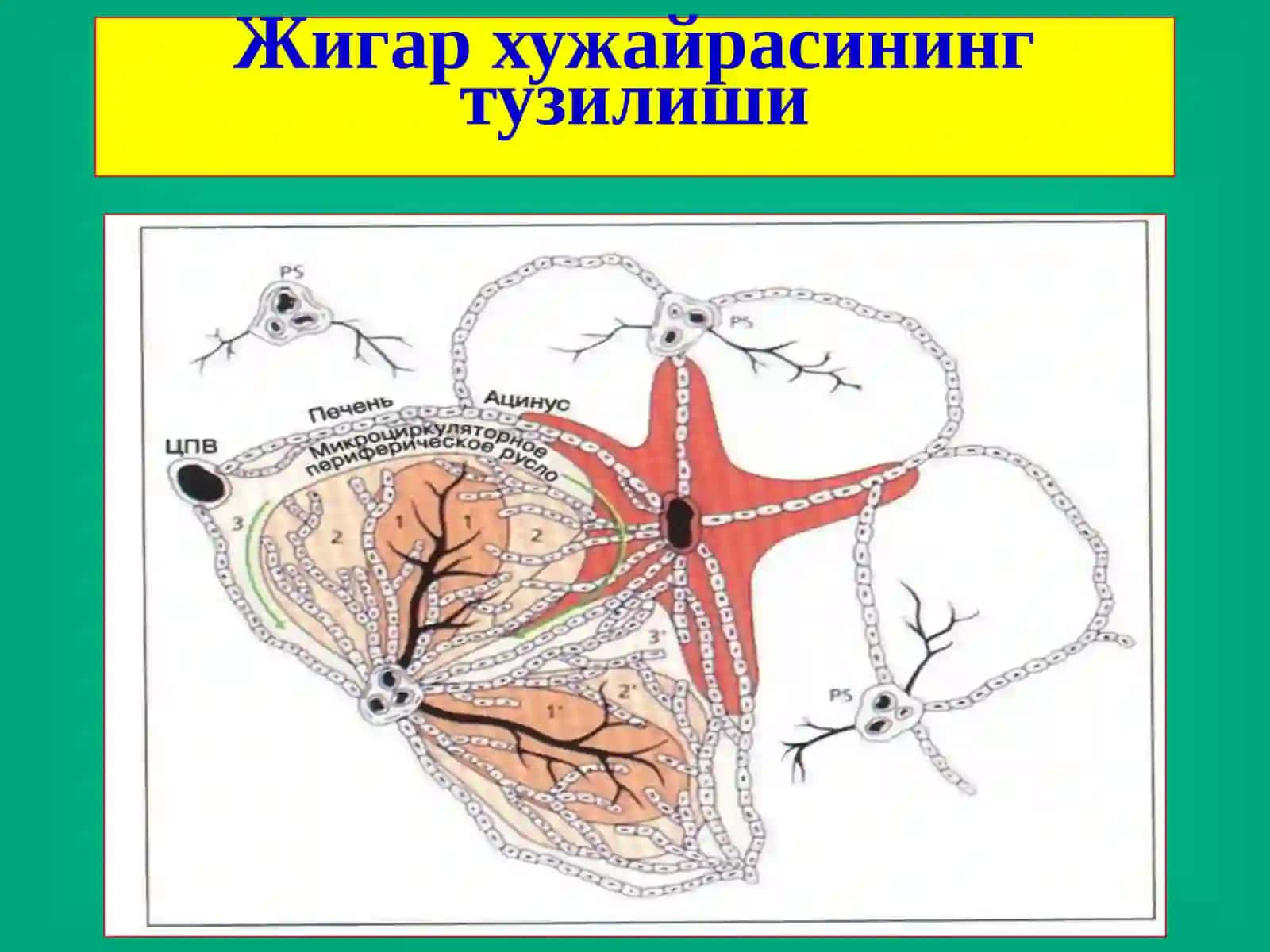 Жигар хирургик касалликлари 4