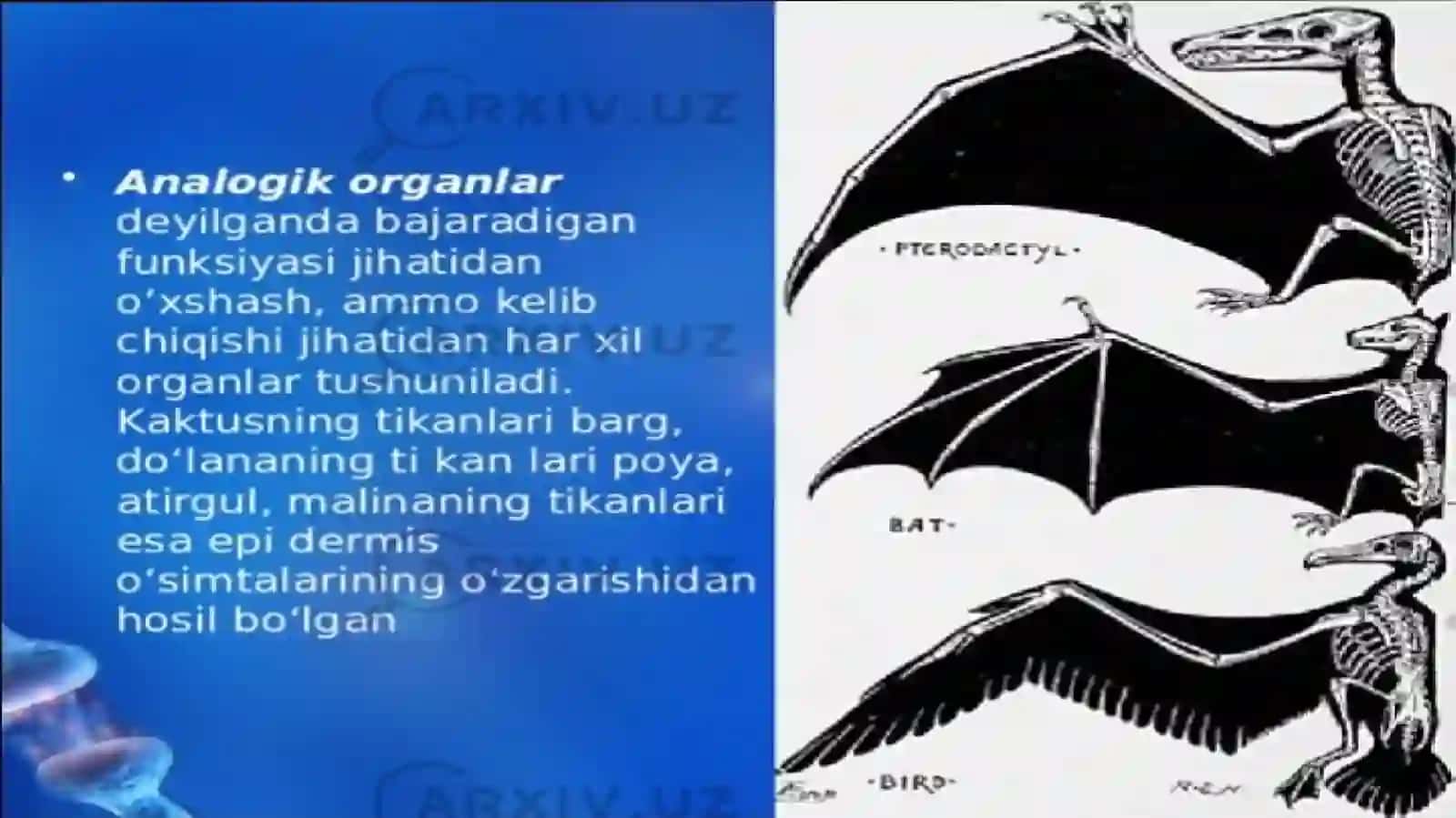 Anologik va gomologik organlar 4
