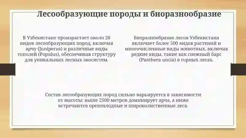 Обзор лесов Узбекистана 4