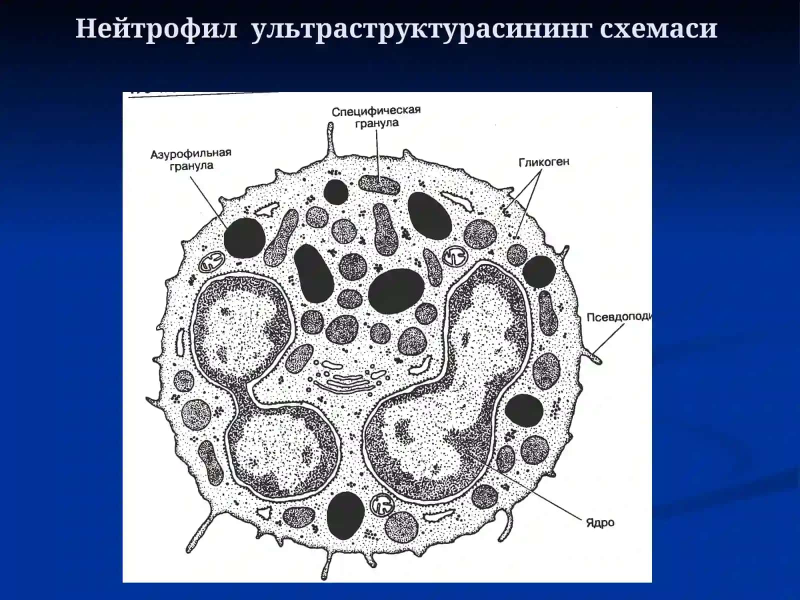 Одамнинг қон ҳужайралари 4