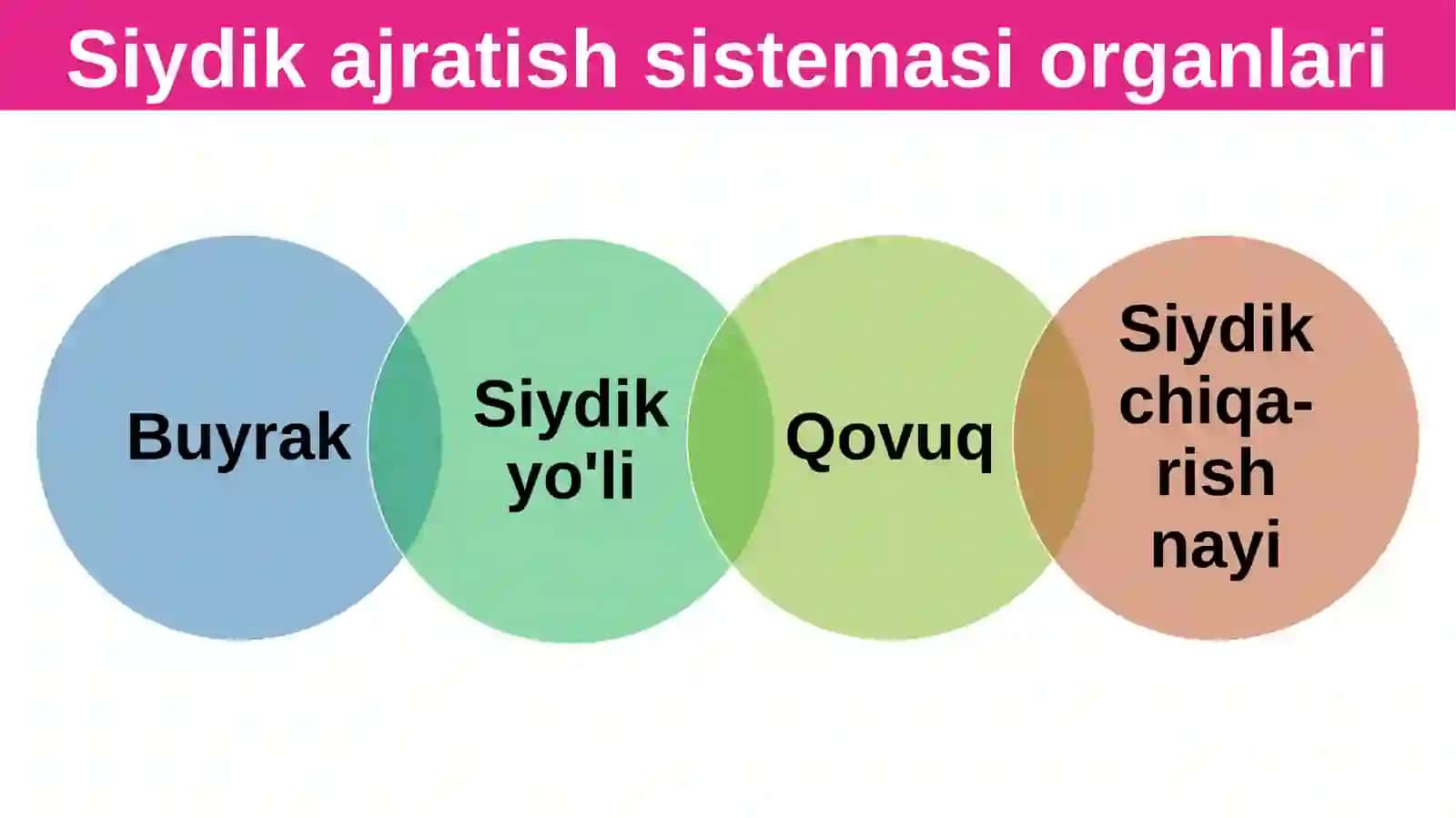 Siydikayrish organlarining tuzilishi 4