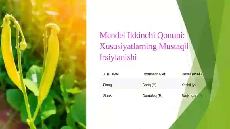 Mendel Genetikasi 4