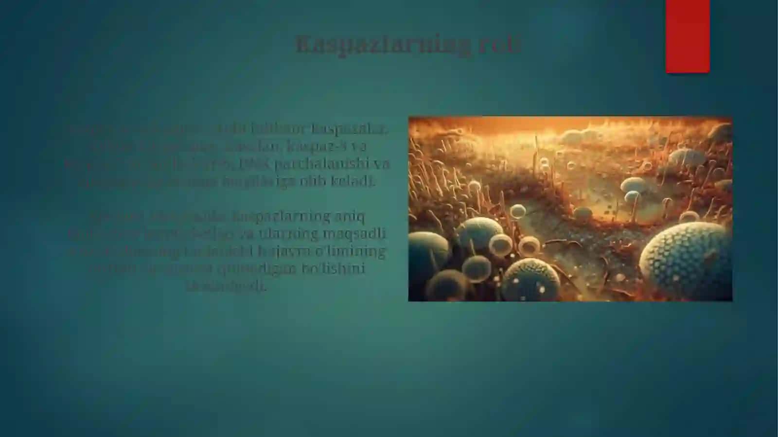 Hujayra apoptozi 4