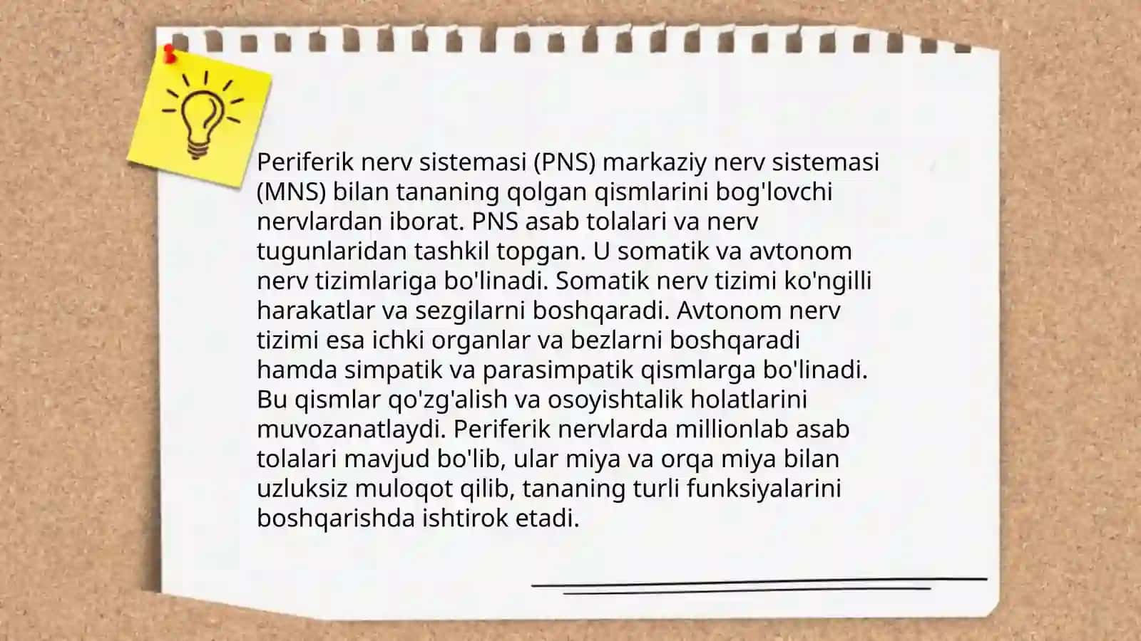 Markaziy nerv sistemasi 4
