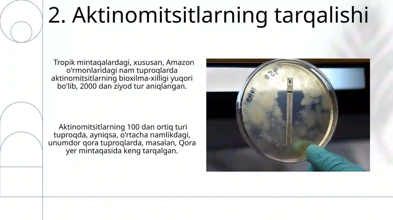 Aktinomitsetlar va ularga yaqin organizmlar 4