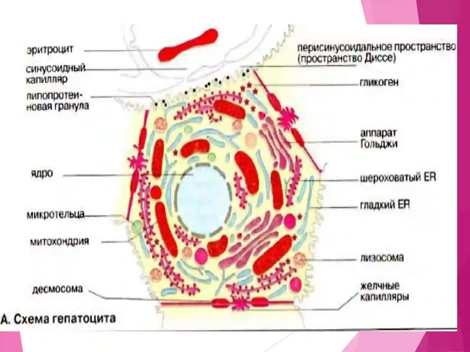 Жигар Биокимёси 4