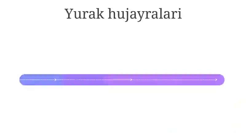 Yurak muskuli 4