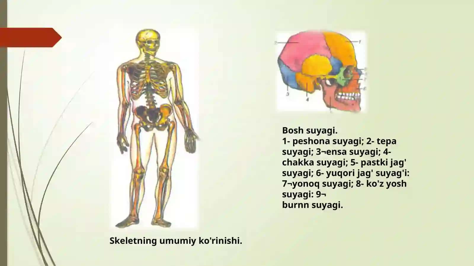 Skelet vauning boylamlari 4