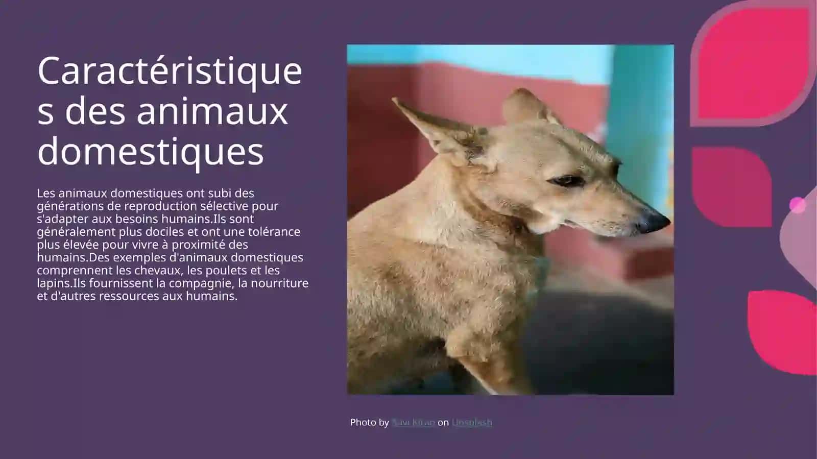 Animaux domestiques et sauvages 4