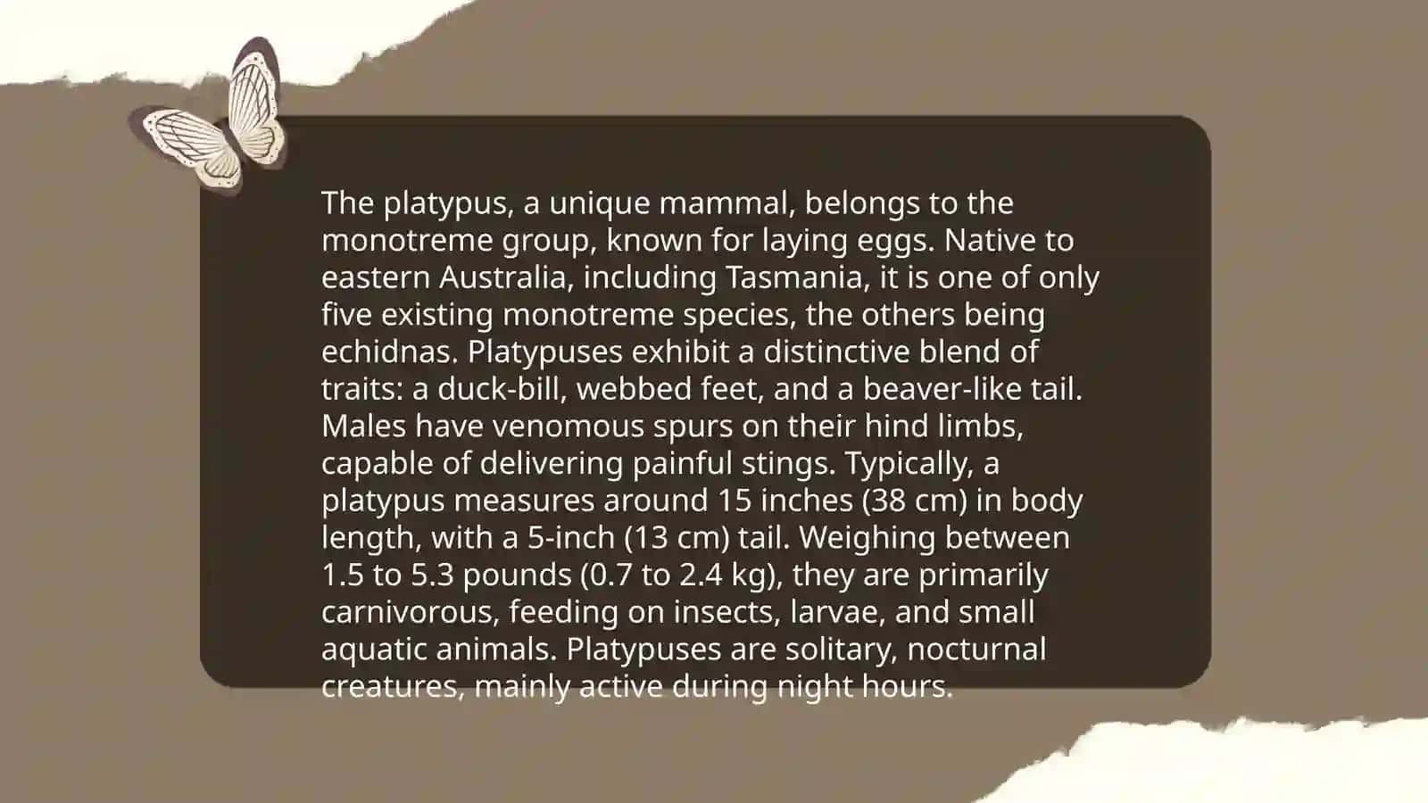 Strange Animals 4