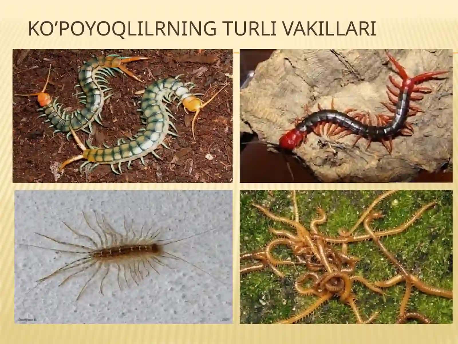 Traxeyalilarkenjatipi 4