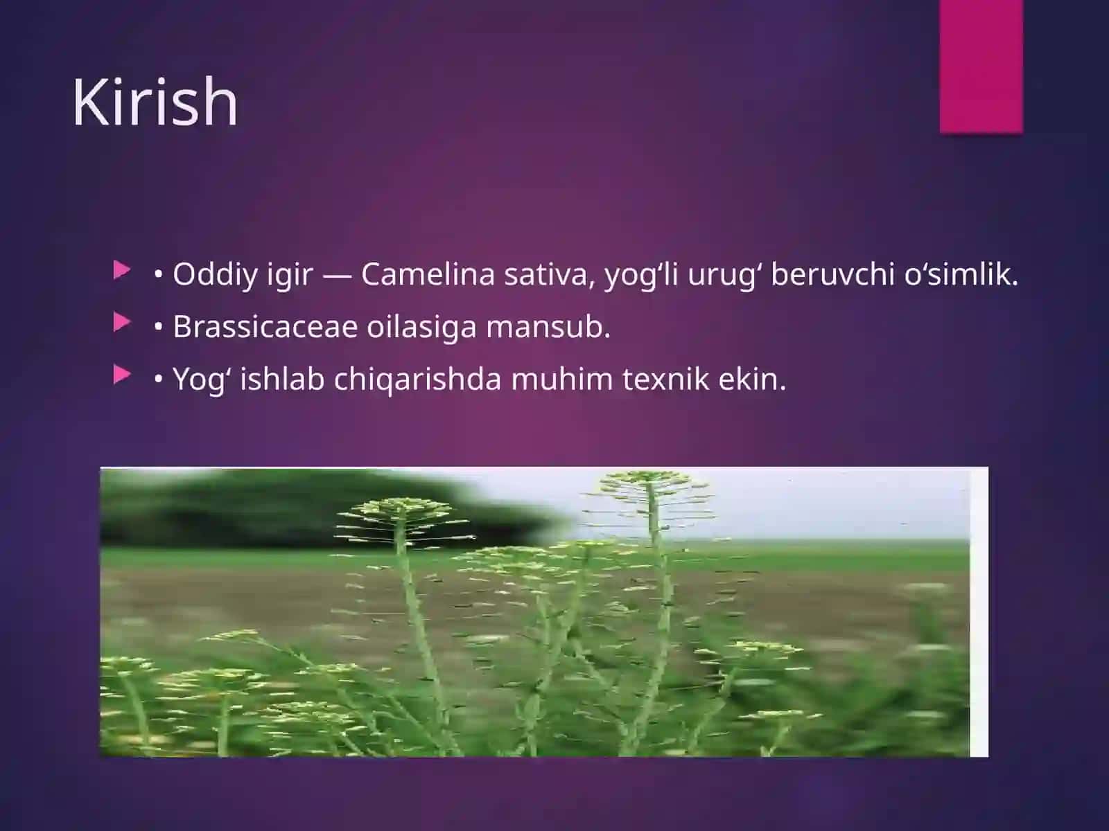 Oddiy Igir (Camelina sativa) 4
