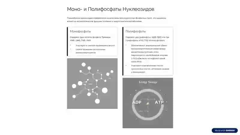 Нуклеозиды и Нуклеотиды: Основы Жизни 4