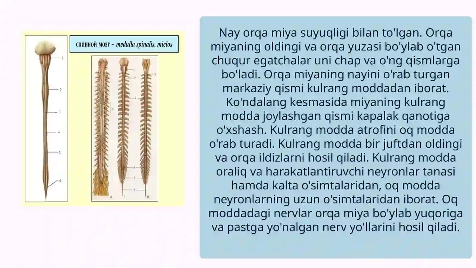 Orqa miya 4