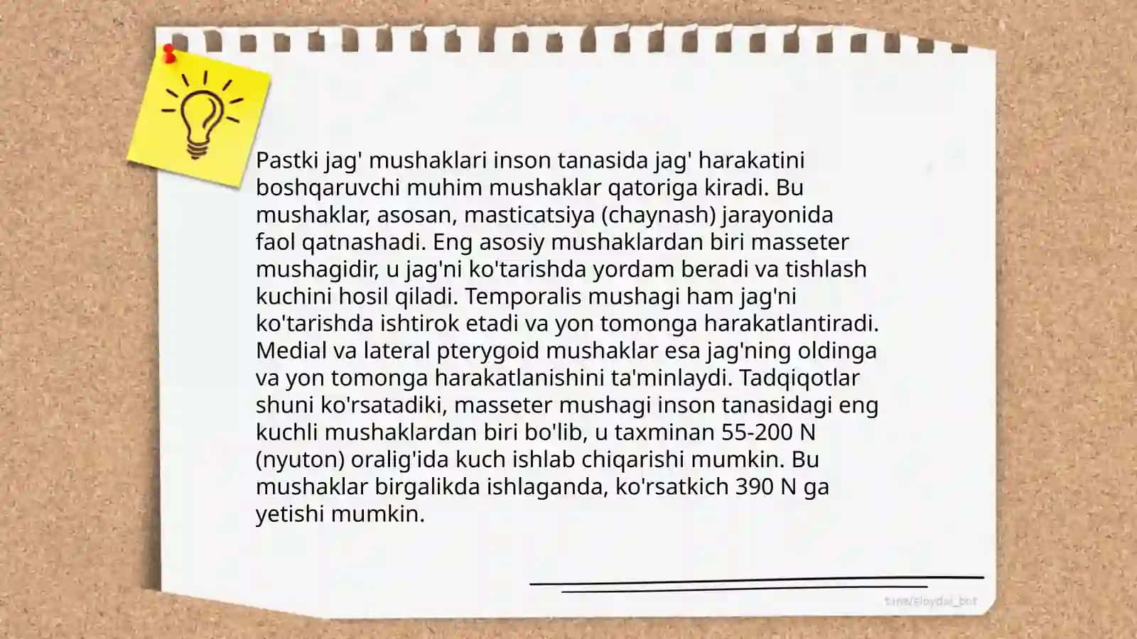 Pastki jagʻ anatomiyasi 4