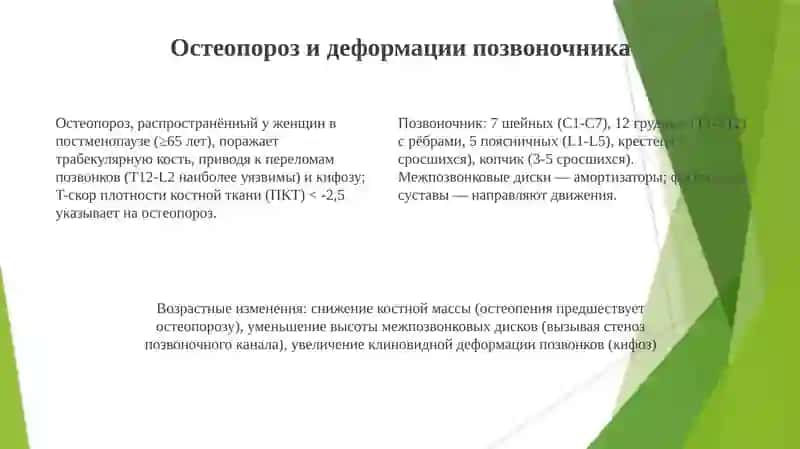 Сегментарное строение скелета и позвоночника 4