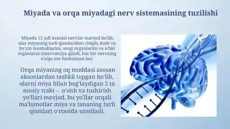 Orqa miya tuzilishi 4