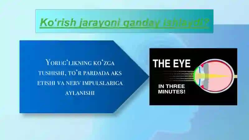 Ko`rish analizatori 4