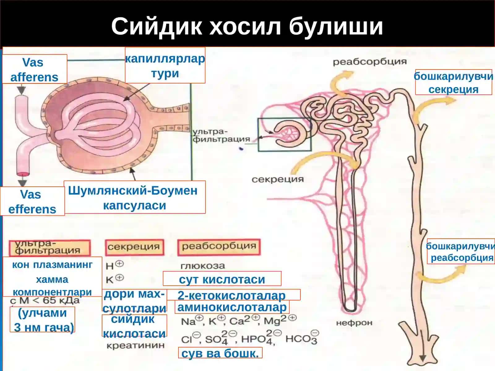 Буйрак патофизиологияси 4