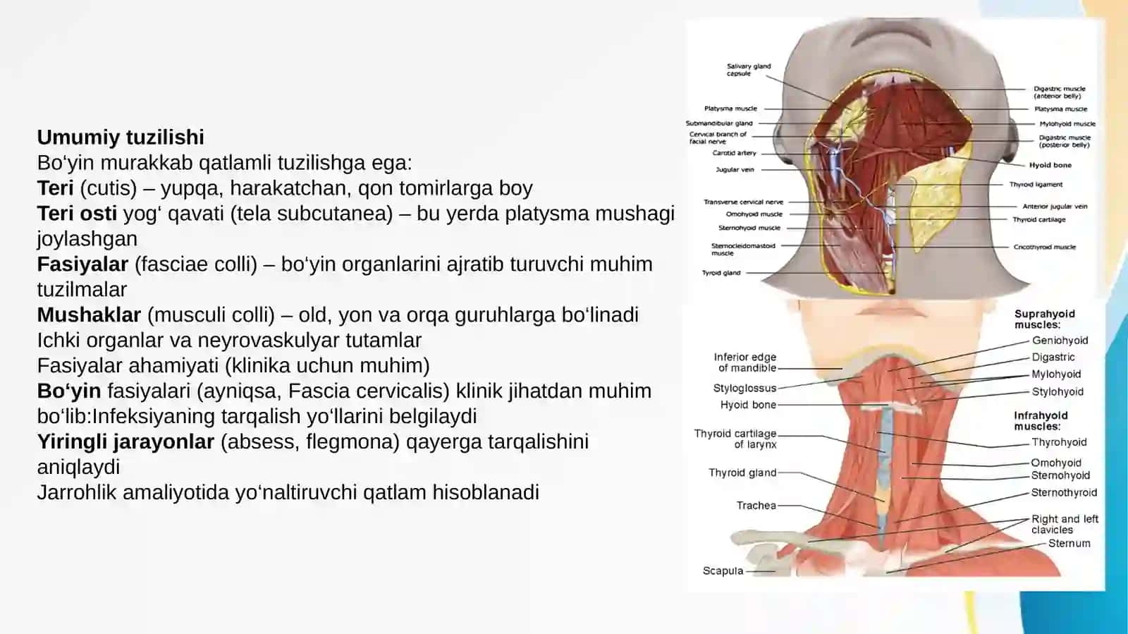 BOYIN AZOLARINING KLINIK ANATOMIYASI 4