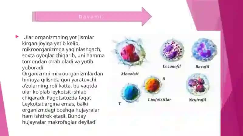Leykotsitlar metabolizmi xususiyatlari... 4
