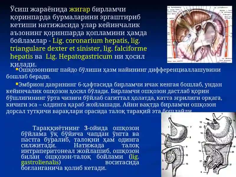 Одам анатомияси, оператив хирургия 4