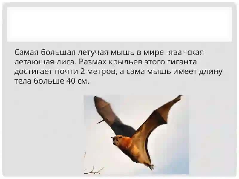 Фауна и экология летучих мышей 4