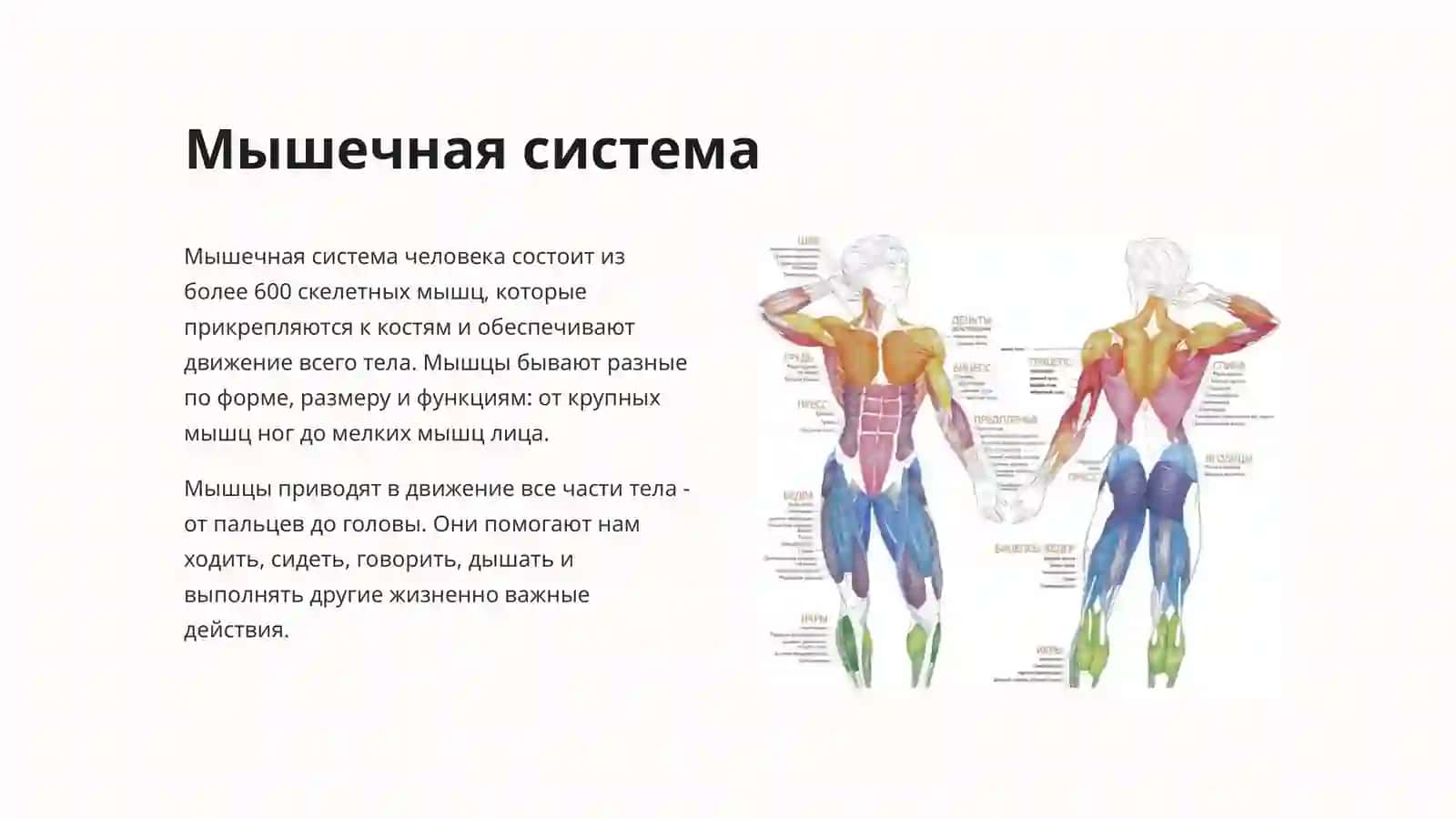 Введение в анатомию человека 4