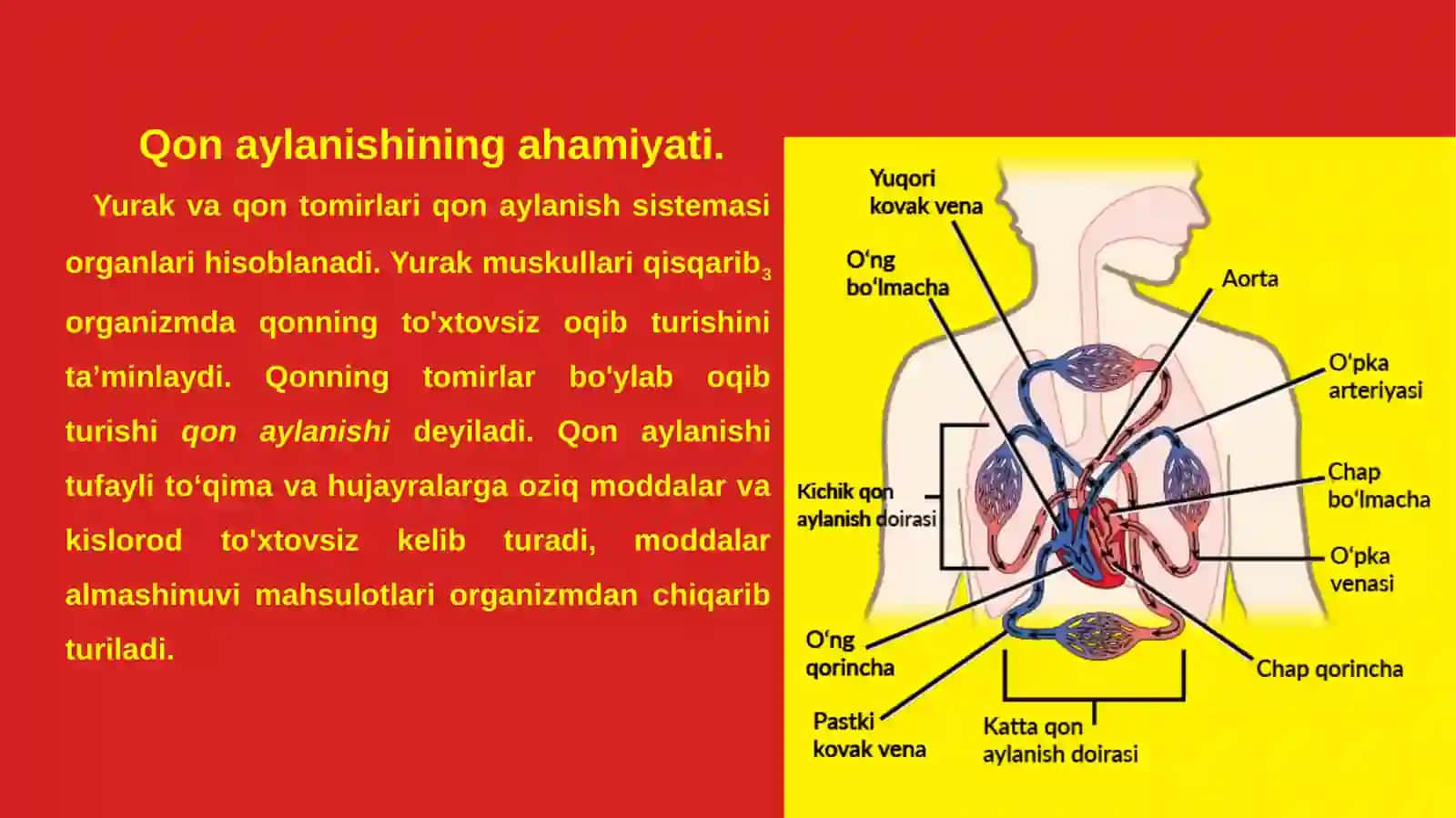 Qon aylanishning ahamiyati, yurakning tuzilishi 4