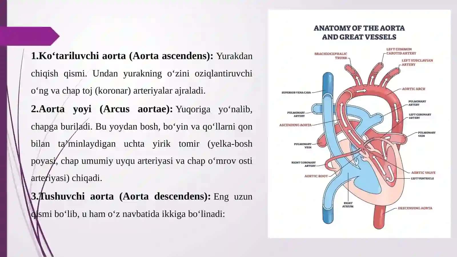 Aorta. Aorta ravog'i. Umumiy va tashqi uyqu arteriyasi. Ichki uyqu arteriyasi 4