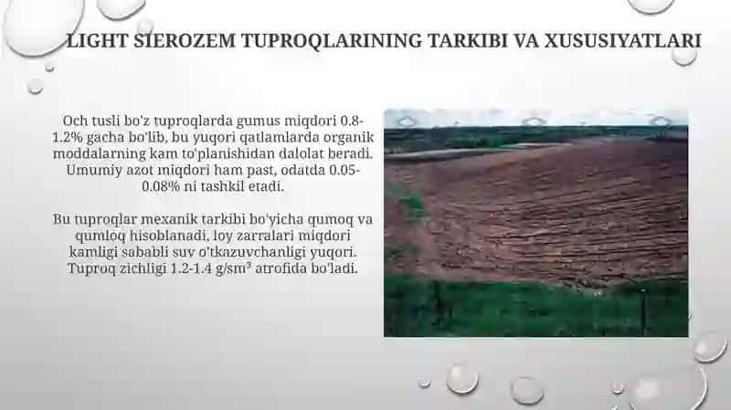 Yorugʻ sur tuproqlar 4