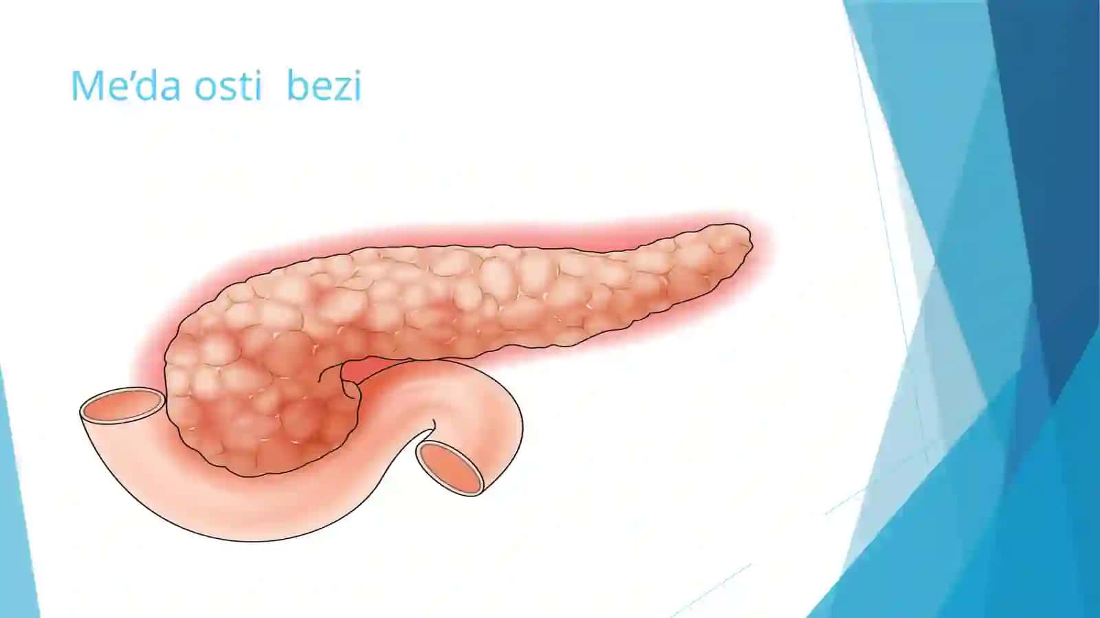 ME’DA OSTI BEZI SHIRASI TARKIBI VA XOSSALARI 4