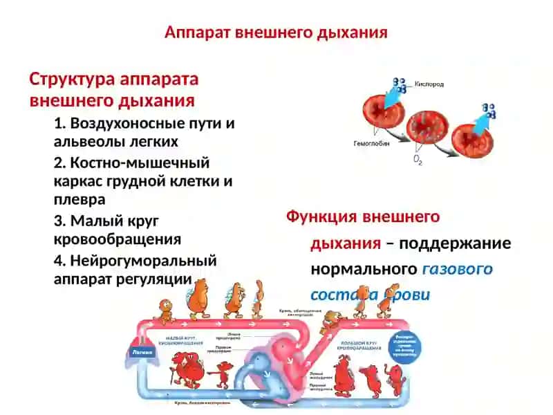 Патофизиология дыхания 4