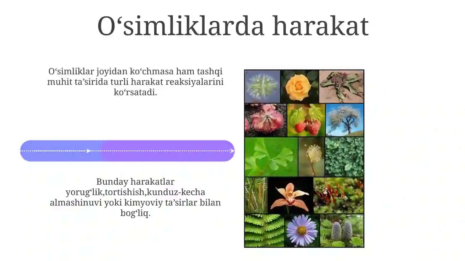 Fotonastiya,Fototropizm,Geotropizm,Taksis 4