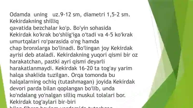 Traxeya, bronx va òpkaning anatom-fiziologik xususiyatlari 4