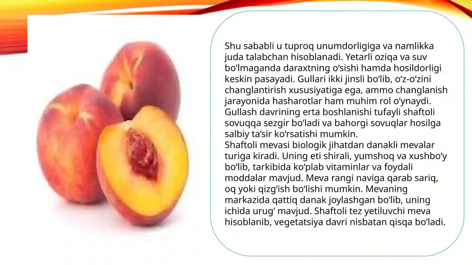 Shaftolini quritish usullari 4