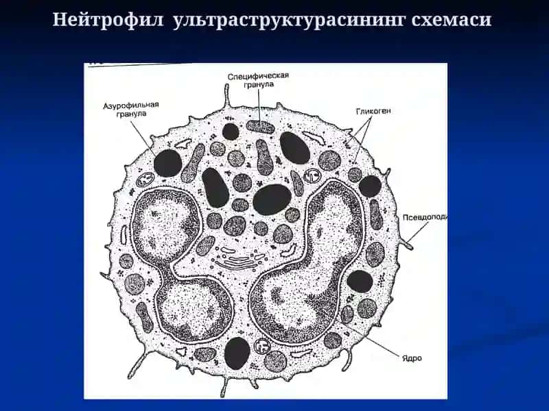 Одамнинг қон яратилиши 4