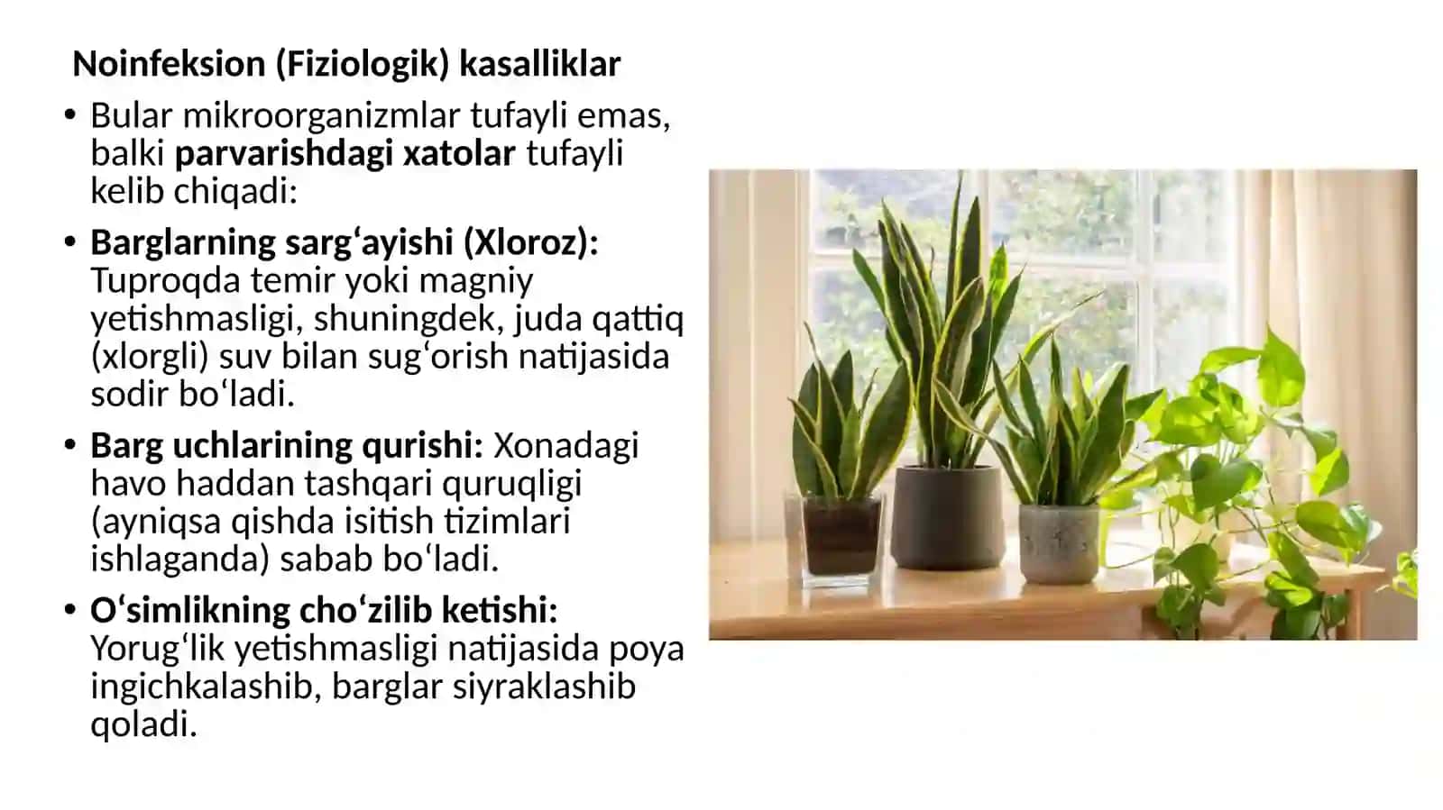 Xonao’simliklaridauchraydigankasalliklarigaqarshikurashish 4