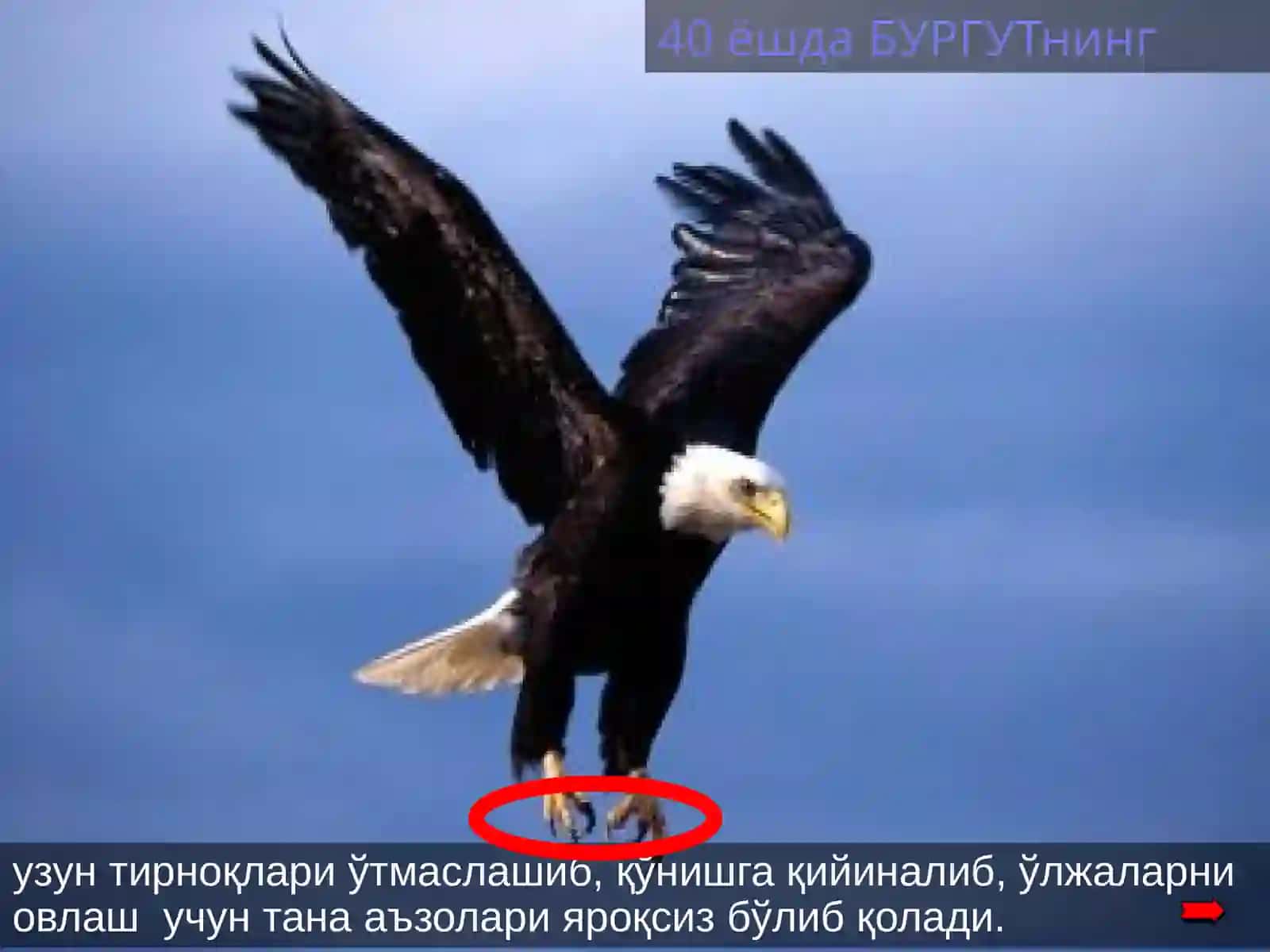 Бургут ҳаётидан сабоқ 4