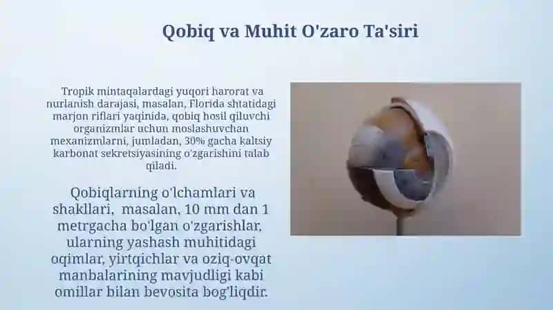 Filogenetik Tahlil Usullari 4