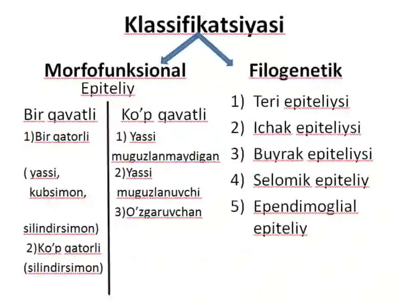 Epiteliyto’qimasi 4