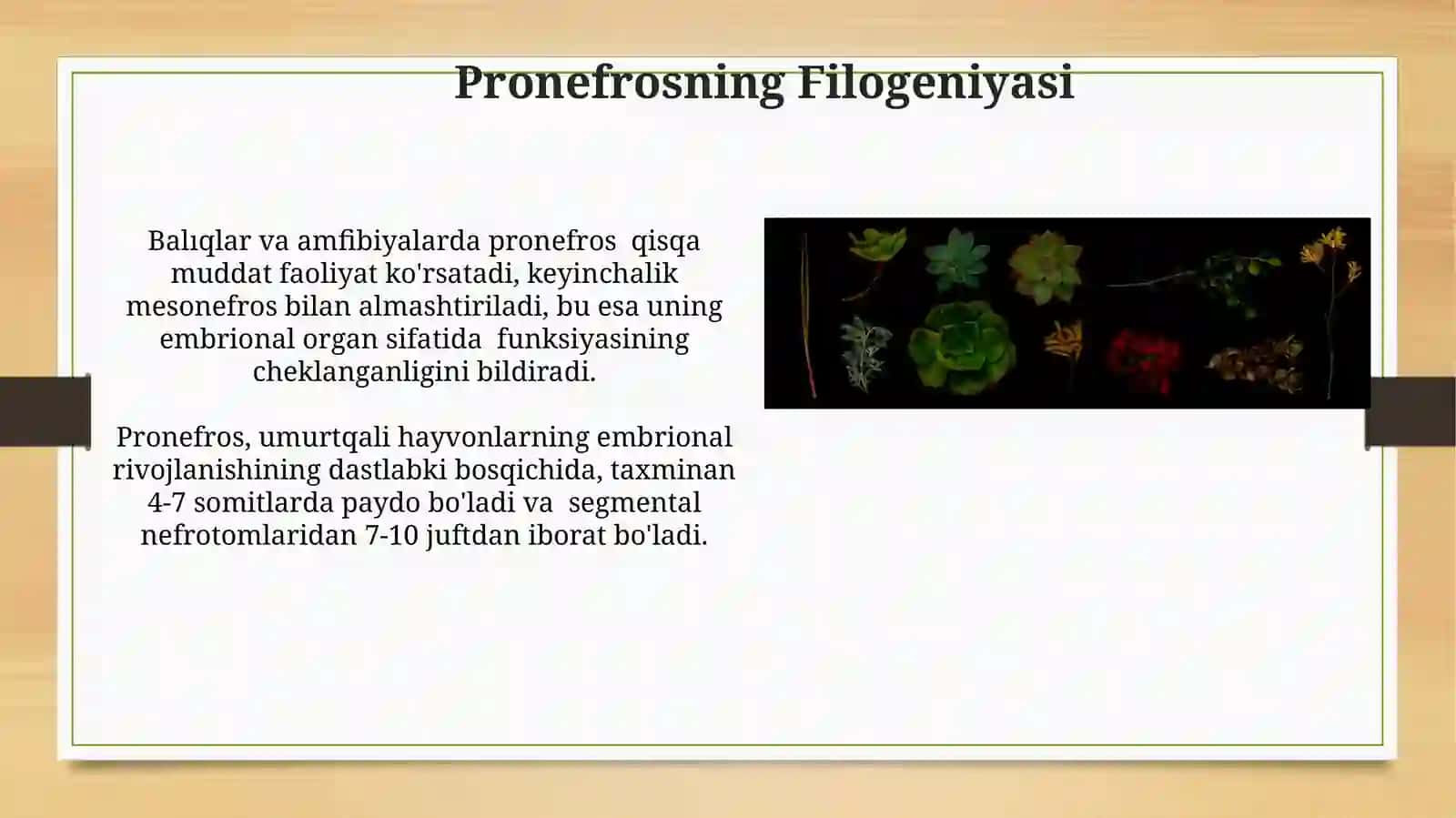 Mezonefrosning Filogeniyasi 4
