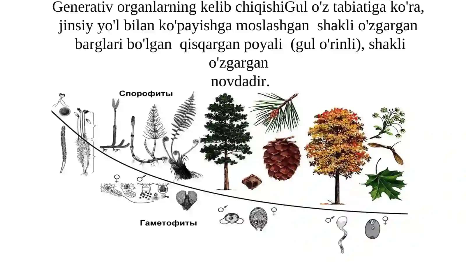 GUL TUZILISHI VA TO‘PGULLAR 4