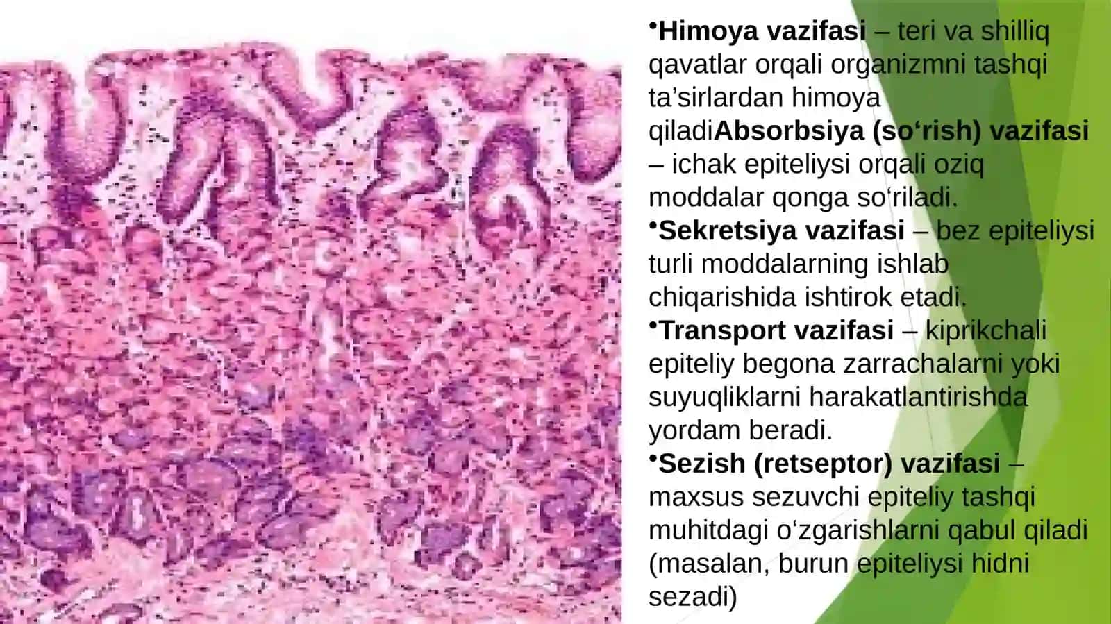 Gistologiyafanidantayyorlagantaqdimoti 4