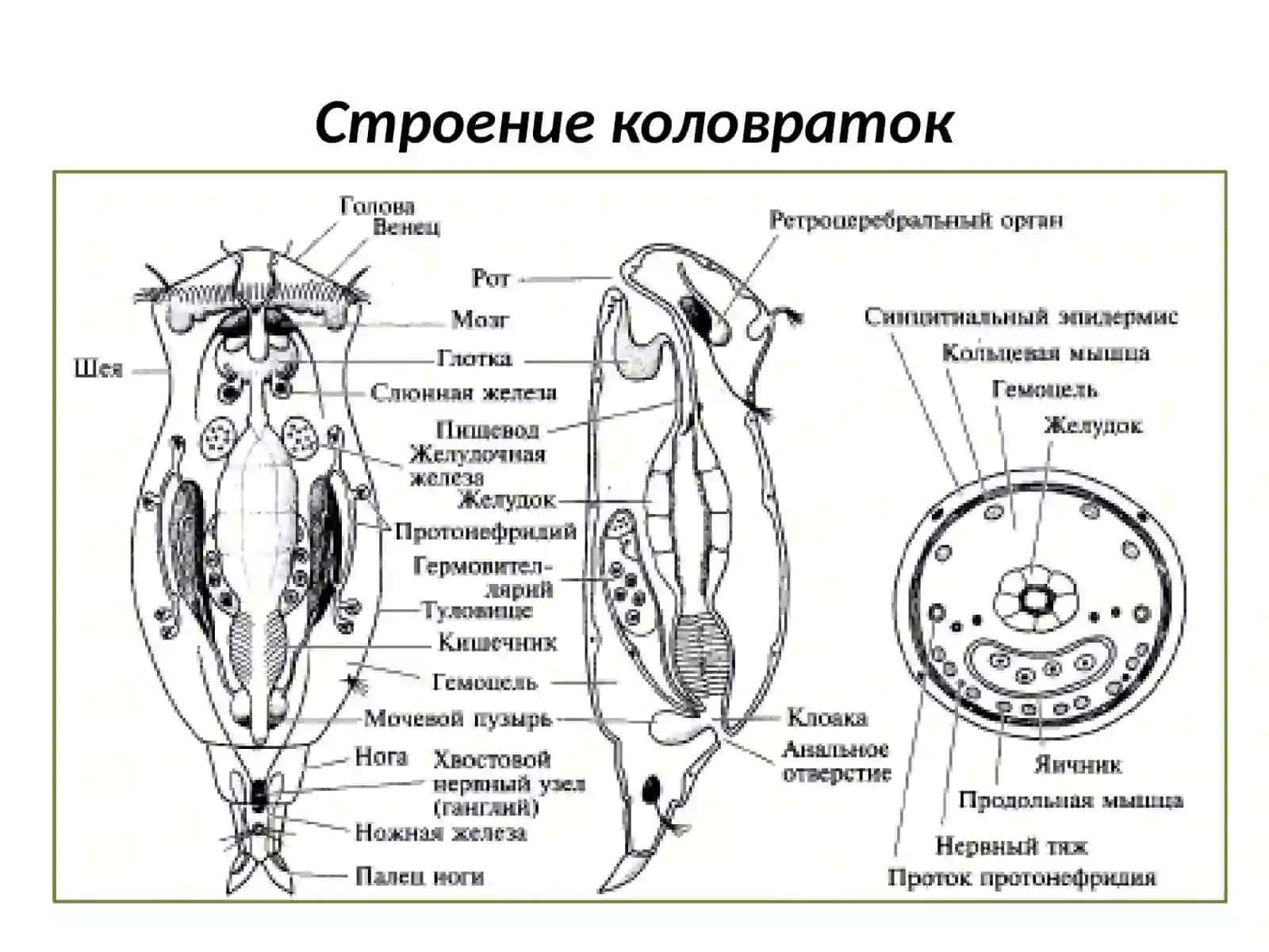 Круглые и кольчатые черви 4