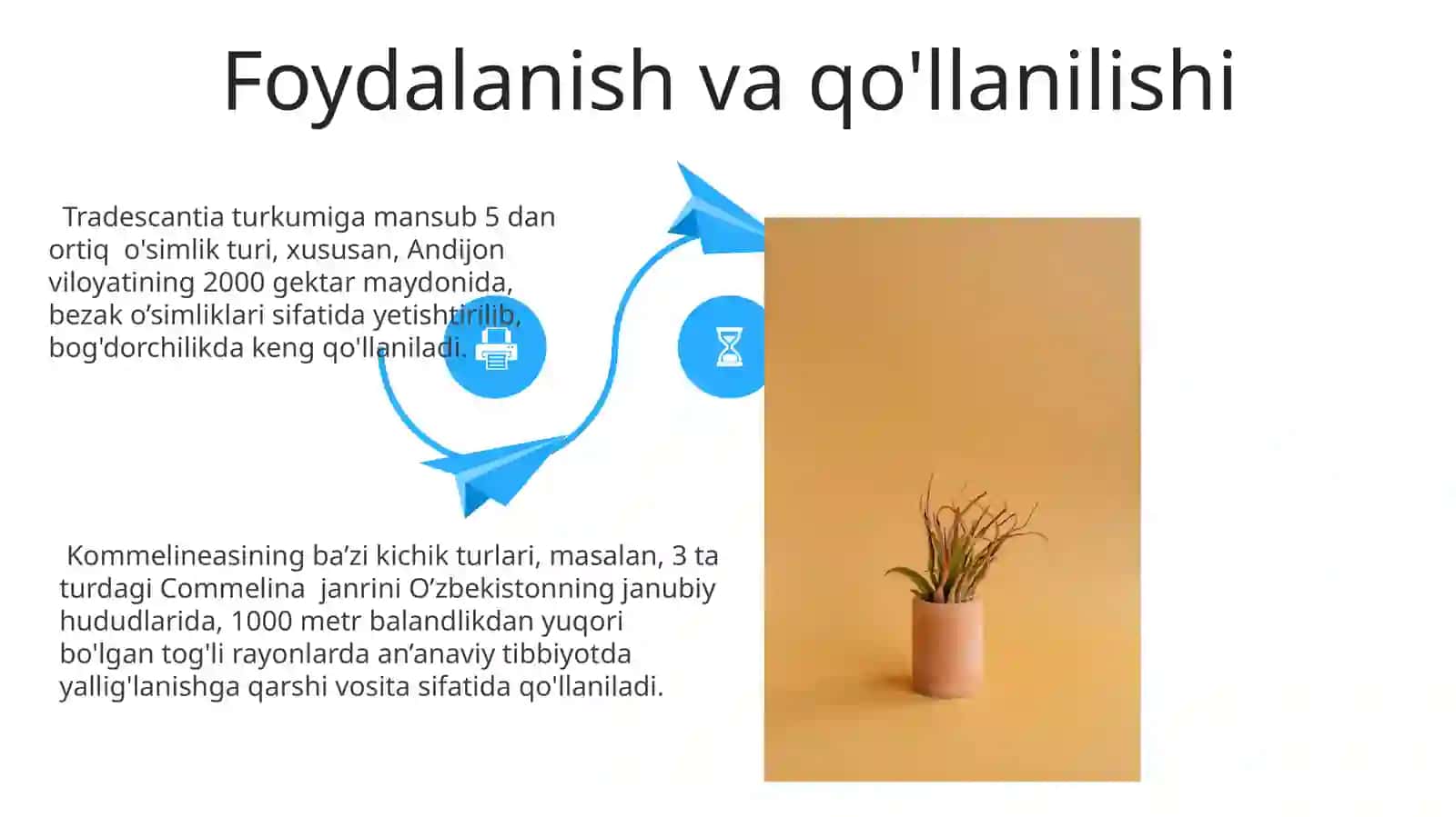 Kommelinidkabilar kichik ajdodi 4