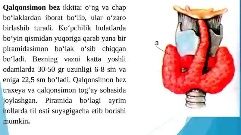 ICHKI SEKRETSIYA BEZLARINING TUZILISHI 4