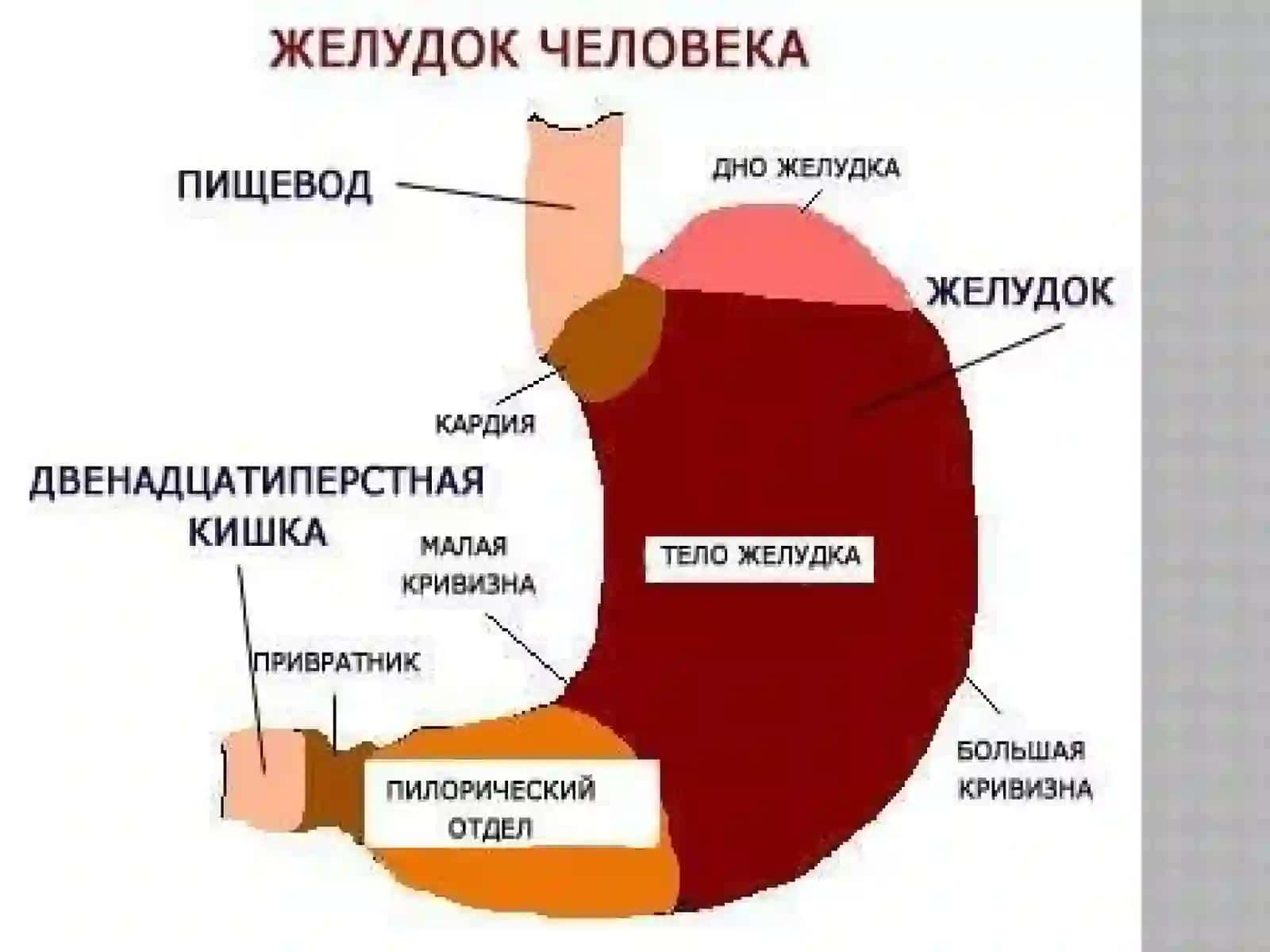 O’tkir va Surunkali gastritlar 4