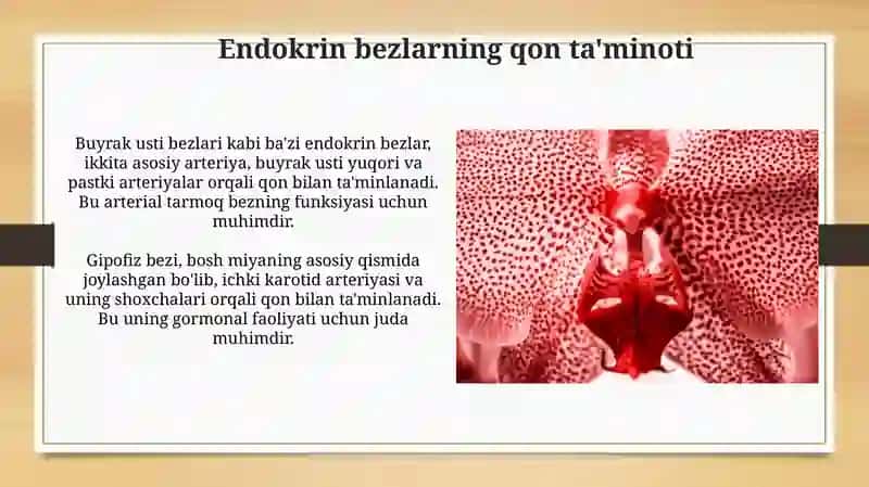 Oshqozon osti bezi tuzilishi 4