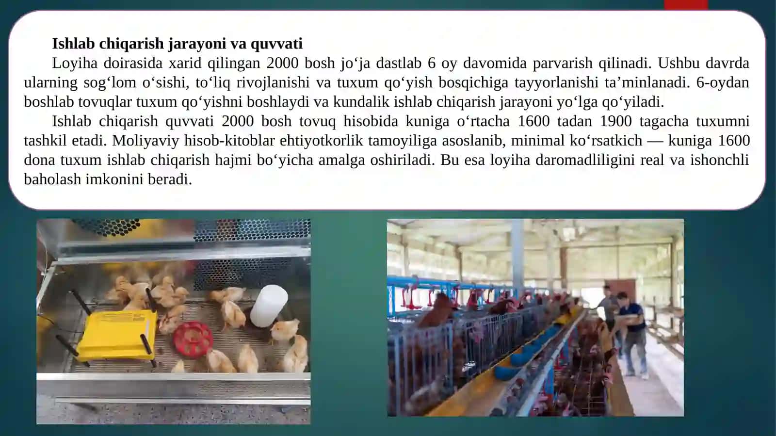 Parrandachilik biznes loyixa 4